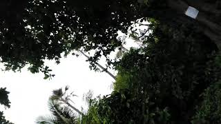 Cocoro Island 🏝️