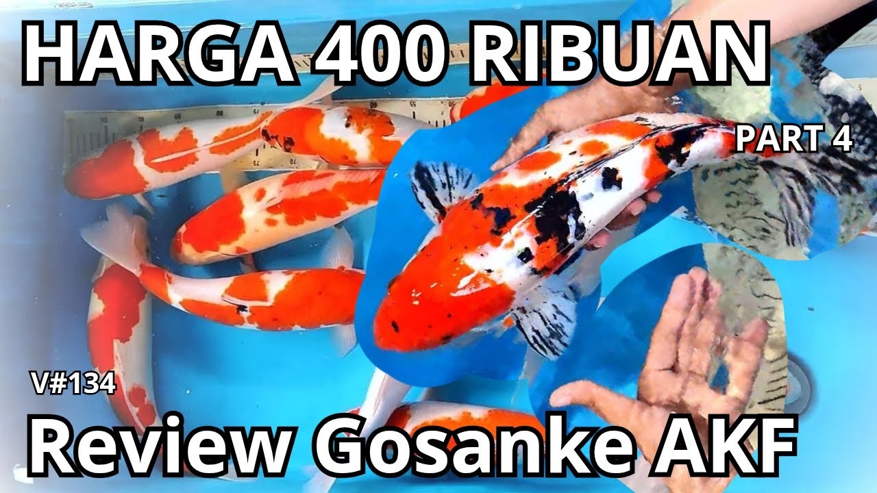 REVIEW KOI AKF 💥 PART TERGOKILL... LANGSUNG BUNGKUS❗