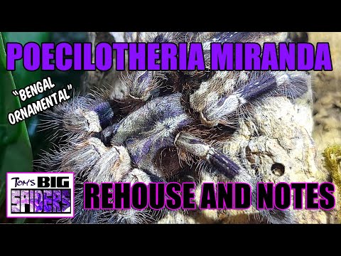 P. miranda "Bengal Ornamental" Rehouse and Care