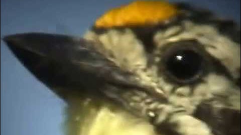 Yellow-Fronted Tinkerbird