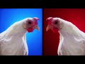 Techno Chicken Song   Geco Remix 1 Hour