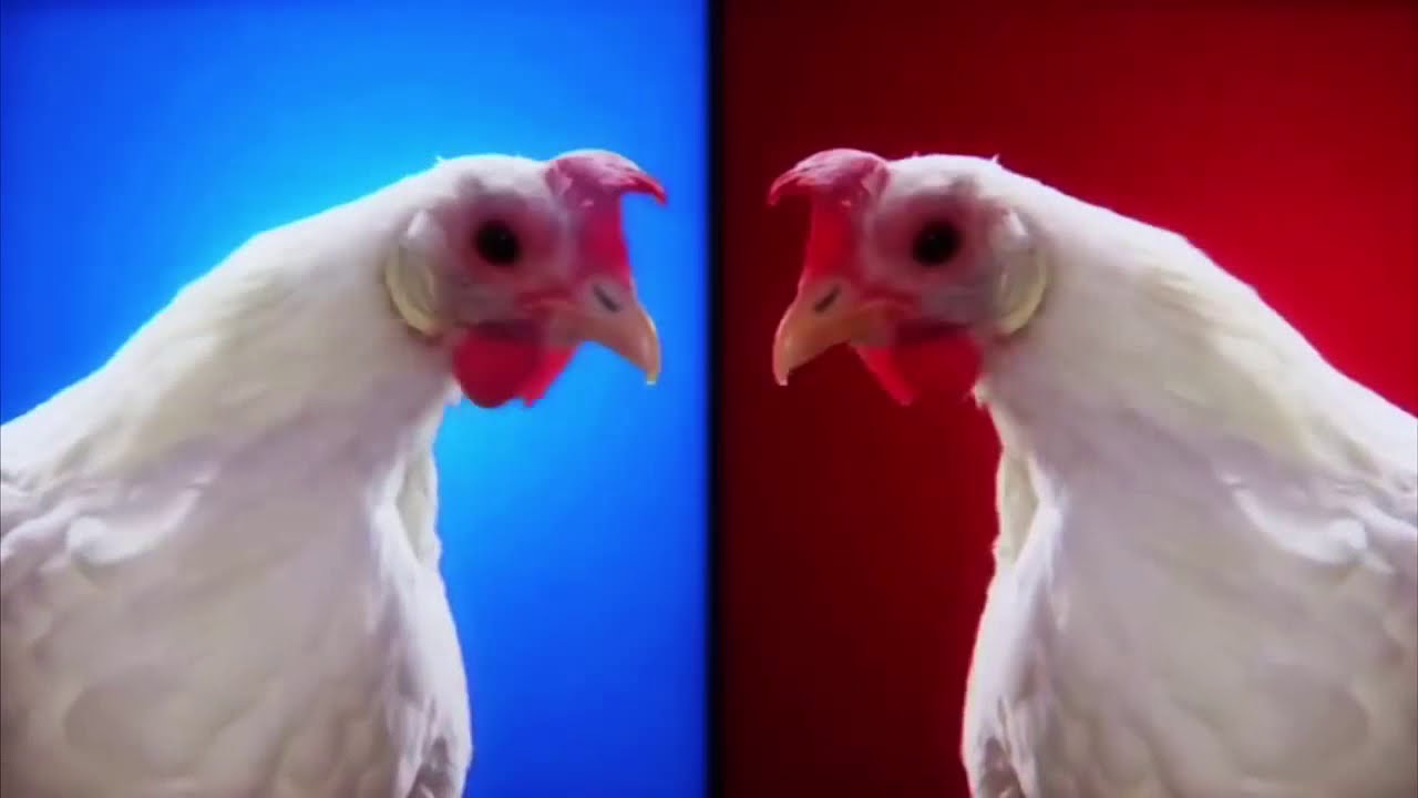 crazy chicken song japanese crazy chicken song japanese