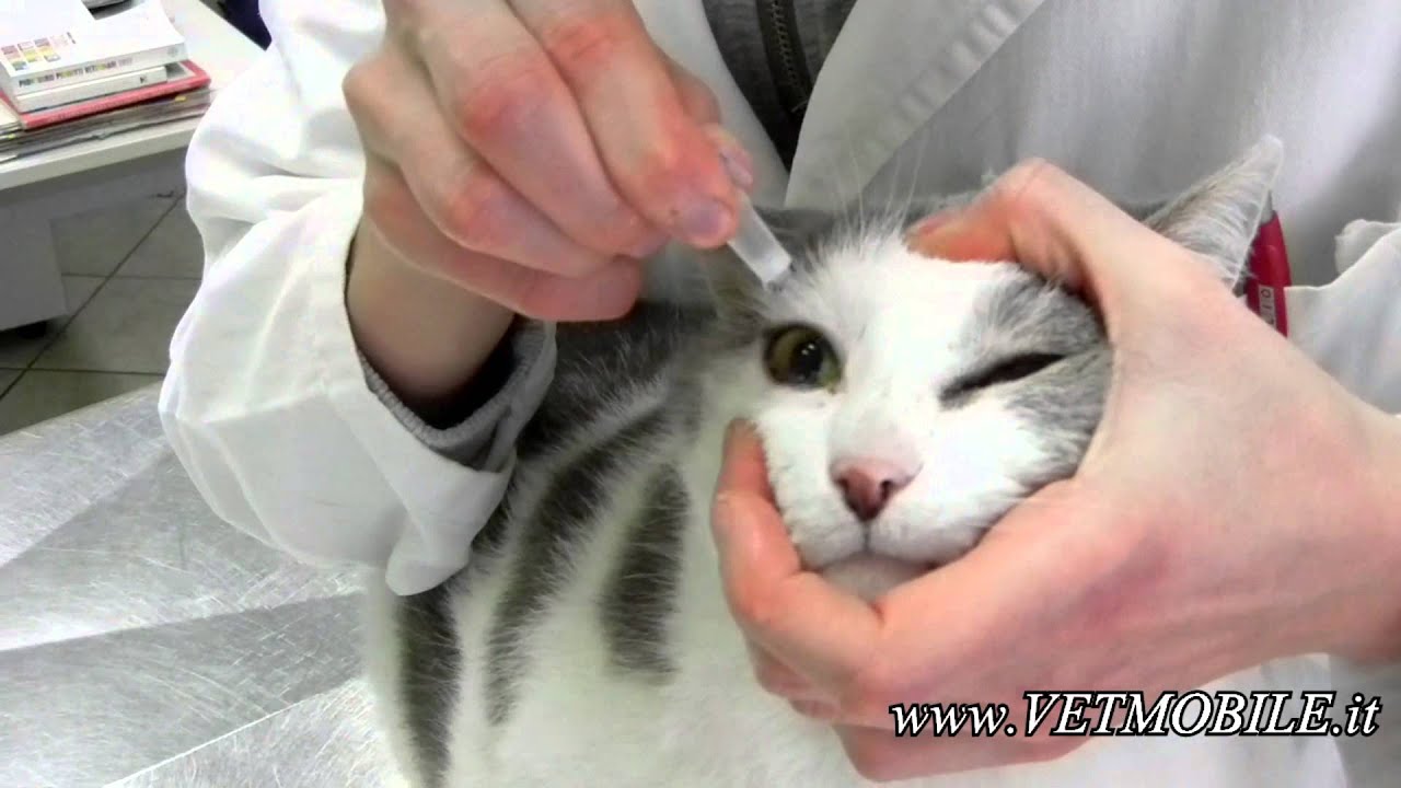 Video Tutorial Collirio O Pomata Oftalmica Vetmobile Il Veterinario A Domicilio