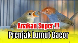 🔴 PRENJAK LUMUT NEMBAK NGAMUK GACOR || TERBUKTI AMPUH SUARA PIKAT PRENJAK LIAR‼️ #prenjaklumut