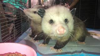 Opossums saying “Hi” from their freshly cleaned cage!  They get released this spring!  3/16/2021