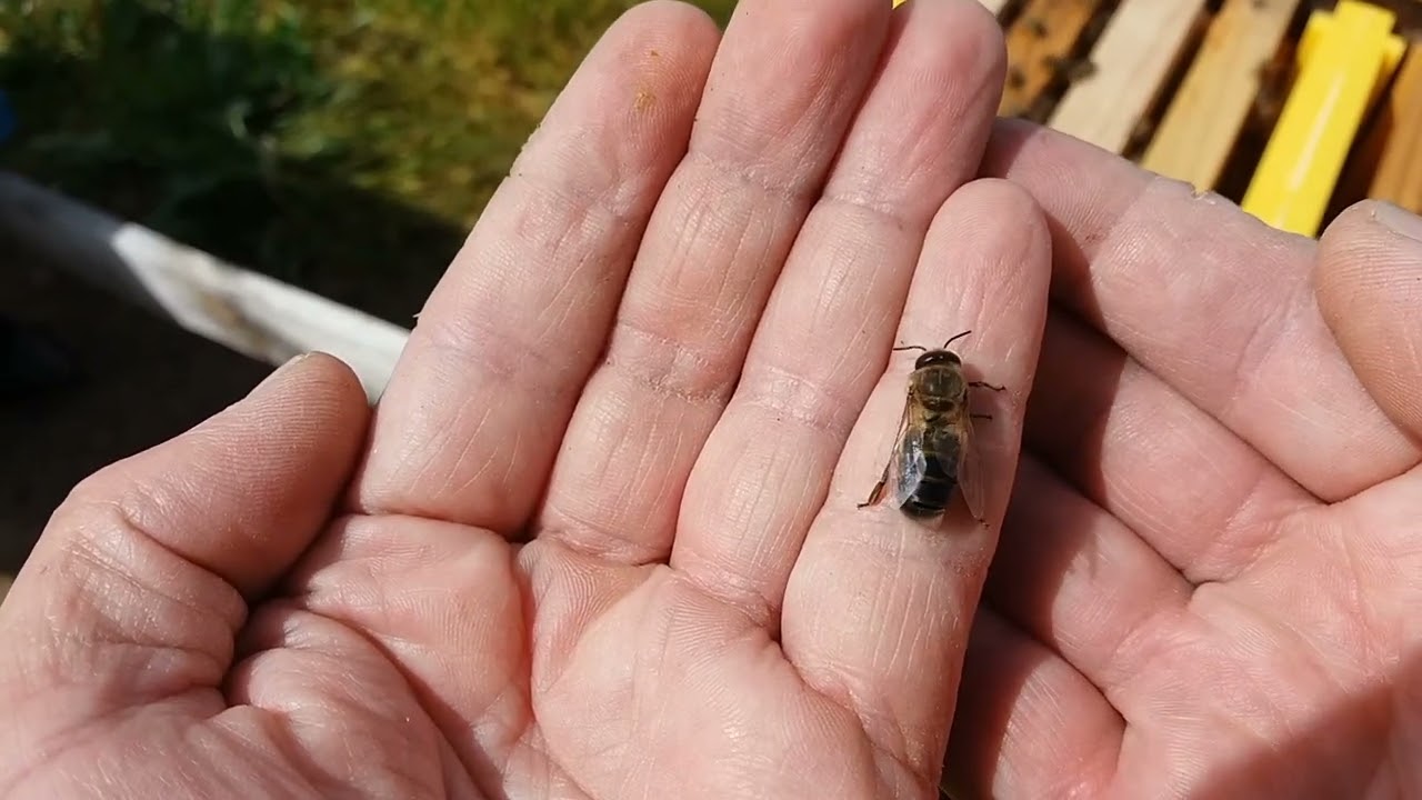 cría de Zánganos 4