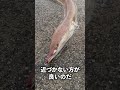 漂流してしまうウミヘビの話