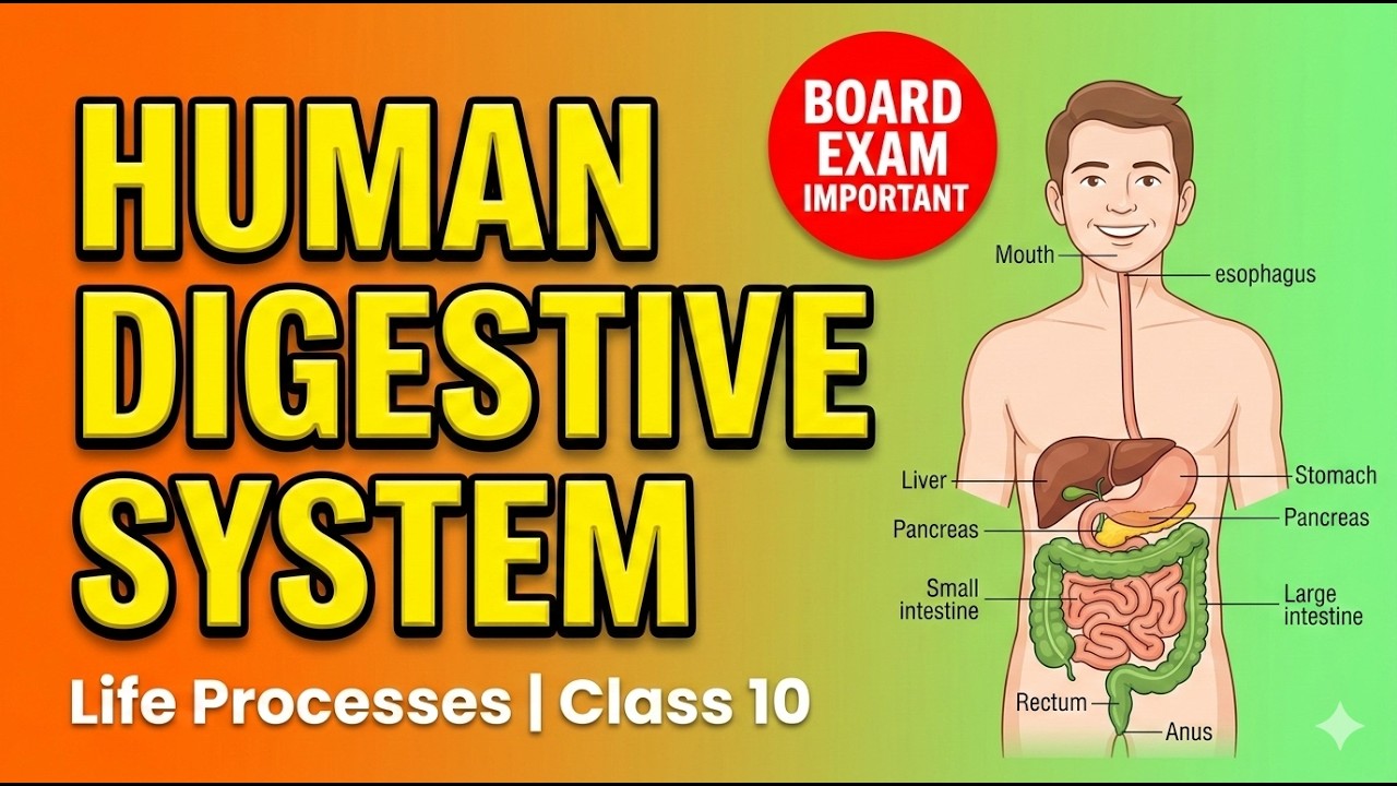 Human Digestive System & Heterotrophic Nutrition | Board Exam Important