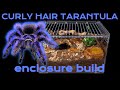 Curly hair tarantula enclosure set up and rehouse into large slider crib pro