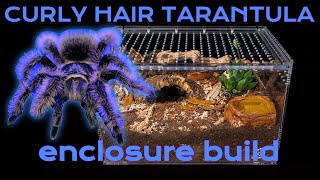 Curly Hair Tarantula Enclosure Set up and Rehouse into Large Slider Crib Pro