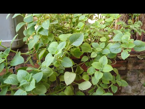 Vídeo: Benefícios Da Hortelã-pimenta