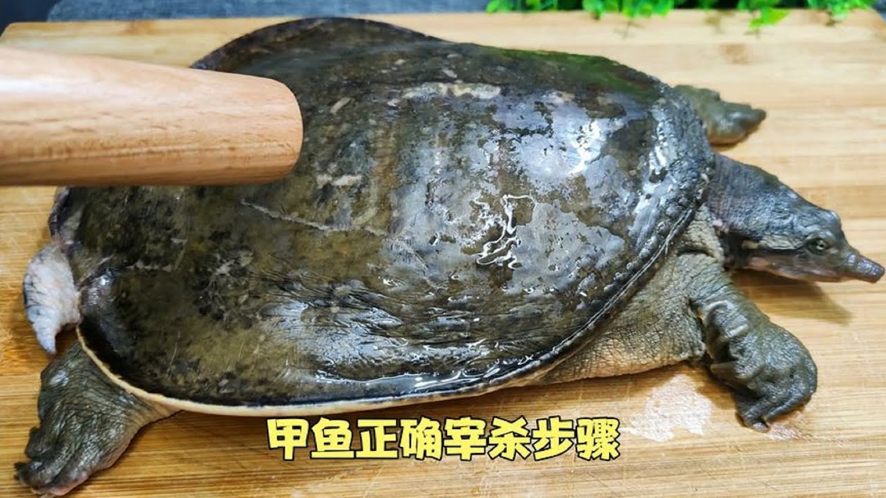 这才是宰杀甲鱼的正确方法 大厨详细讲解处理过程和做法 真实用 杀甲鱼方法 甲鱼食谱 Youtube
