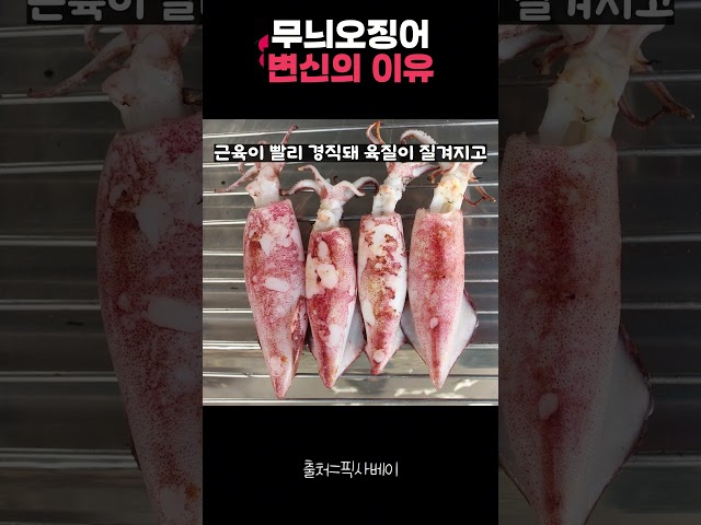 무늬 오징어 변신의 이유