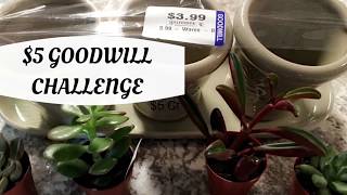 $5 Goodwill challenge || Wedding succulents || Thrift store buys