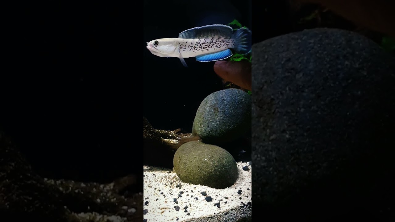 channa stewarty galak .. 8 bulan cuma nambah 2cm🔥