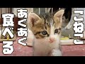 子猫ごはんをあぐあぐ食べる。まだよちよちしてるけど、成長中
