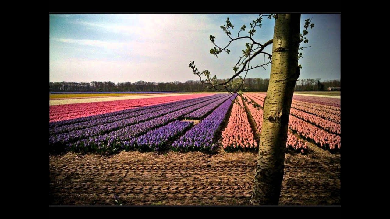 The Northern Netherlands in the middle of the tulip season