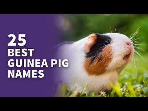 Video: Idea Nama Pig Guinea