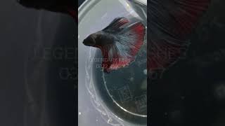 Double Tale Betta Fish Male