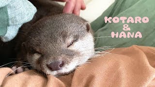 カワウソコタローとハナ　甘えながら気持ちよさそうに寝るハナ　Hana the Otter Cute Sleepy Face
