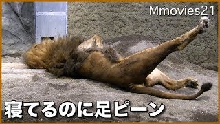 寝てるライオン　リッキー 無防備な寝姿　Sleeping Lion