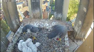 Worcester Cathedral Peregrines Feeding  10.05.2023