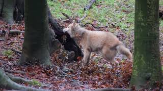 Digging wolf
