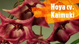 Hoya cv  Kaimuki - Huge Variation in Big Flower and Color