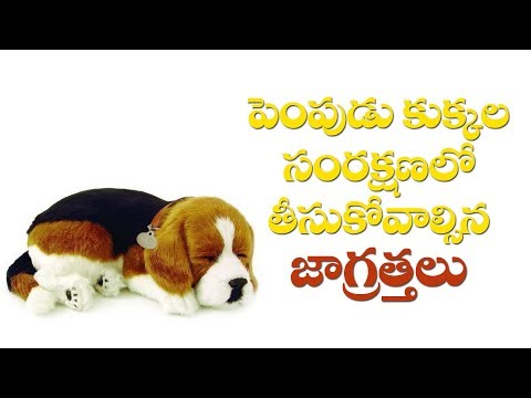 Pet Dog Care And Protect Tips | Part-1 | Pudami Putra | Raj News Telugu