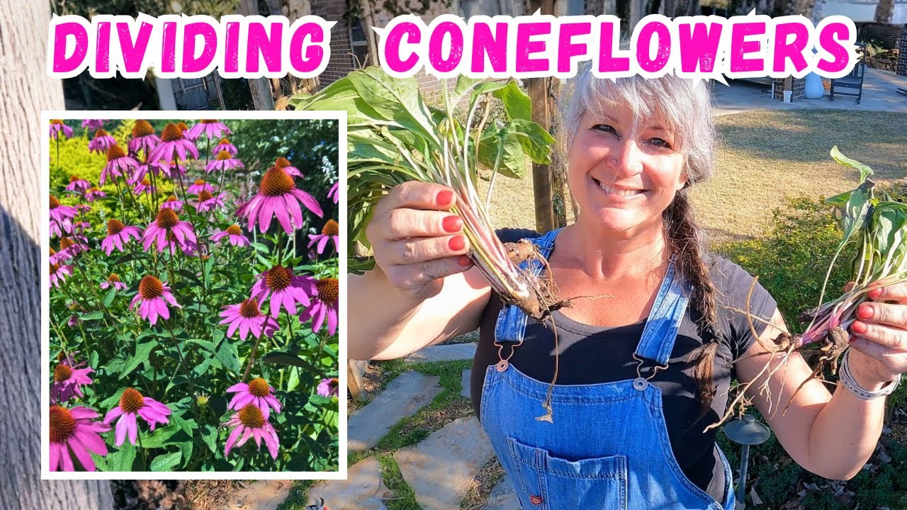 How To Divide Coneflowers Zones 8-10  #coneflower 