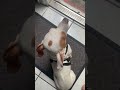Teaching my Jack Russell mix some patience before I let him outside. ￼#mydogjack #dogtime