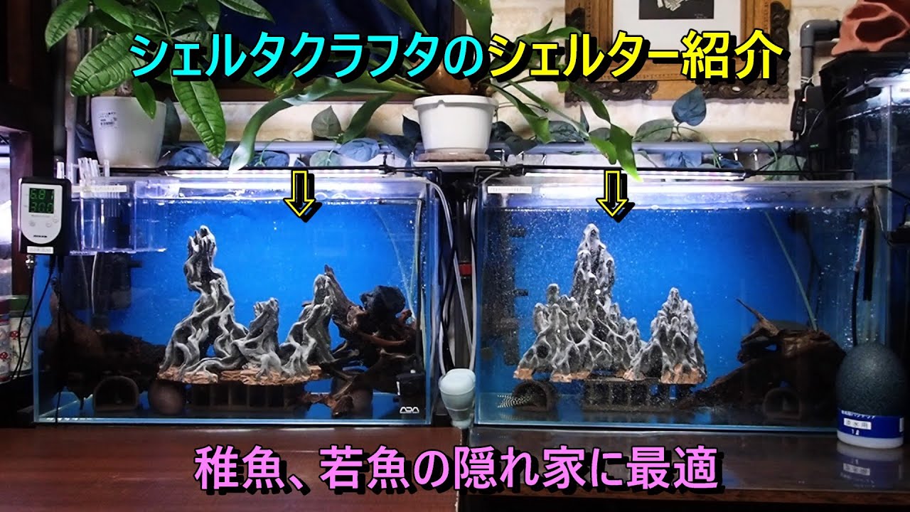 購入品紹介 シェルタクラフタさんの7シェルター 稚魚、若魚の隠れ家に
