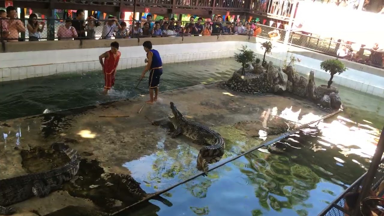 Será que é possível domesticar um Jacaré? Alligator Show in Thailand