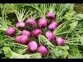 13 Amazing Health Benefits of Turnips