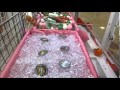 UFOキャッチャー 妖怪メダル ゴルニャン狙い！ う～ん取れるのか？