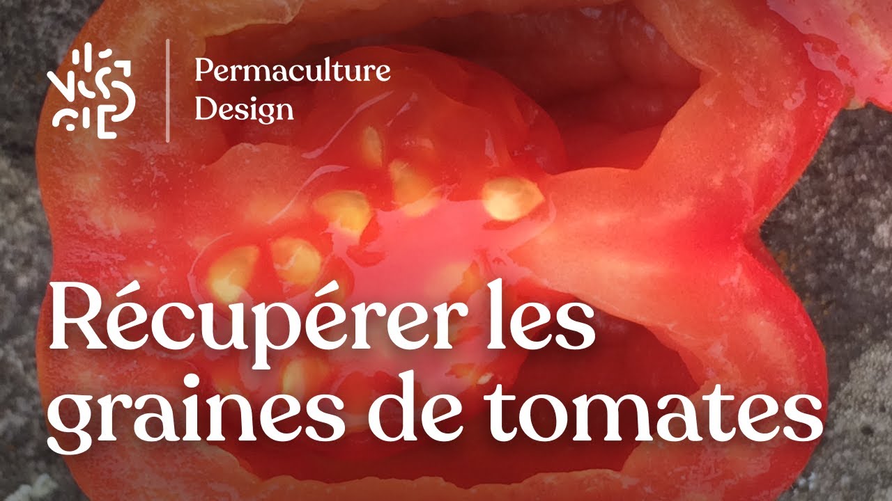 Faire ses graines de tomates, c'est facile ⋆ au refuge DES GRAINES