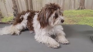 Grooming a Havenese Puppy with a Matted Coat