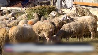 Νέο κρούσμα ευλογιάς των αιγοπροβάτων στη Θάσο – Επιμένει η ανησυχία στην ΑΜΘ