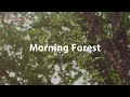 Good Morning Music, Modern Healing Music, Forest Sounds, Comfort Music (Evergreen Forest)