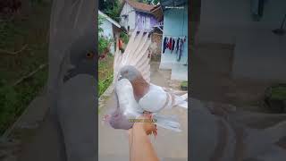 Download Lagu 🔴TESS BALAP MERPATI KELABU SILVER X MANGGIS‼️#merpatiku #merpatikolong #burungdara #merpati #shorts MP3