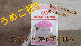 【うめこ】初めて挑戦！【ノルウェージャンフォレストキャット】Norwegian Forest Cat