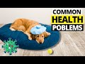 9 Most Common Health Problems In Golden Retrievers