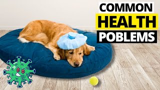 9 Most Common Health Problems In Golden Retrievers