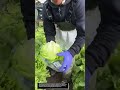 Satisfying Lettuce Harvest &amp; Packing Like a Pro! 🥬🔥