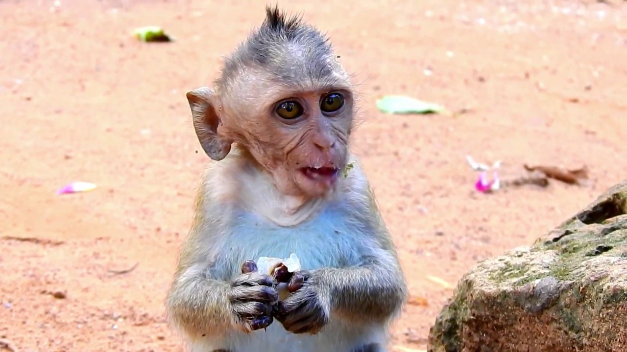 Sadly baby Dustin is Hungry for food % Please help Baby  Dustin Now He Is Super Starving