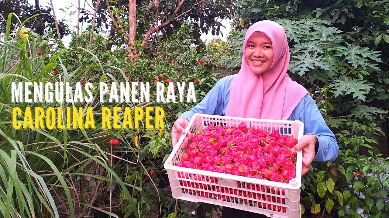 Mengulas Cabe Carolina Reaper Panen Melimpah