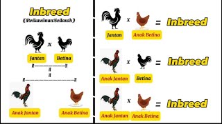Perkawinan Inbreed (Perkawinan Sedarah) Pada Ayam || Cara Terbaik Mendapatkan Genetik Dominan💯💯