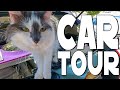 CAR TOUR - Traveling With a Cat