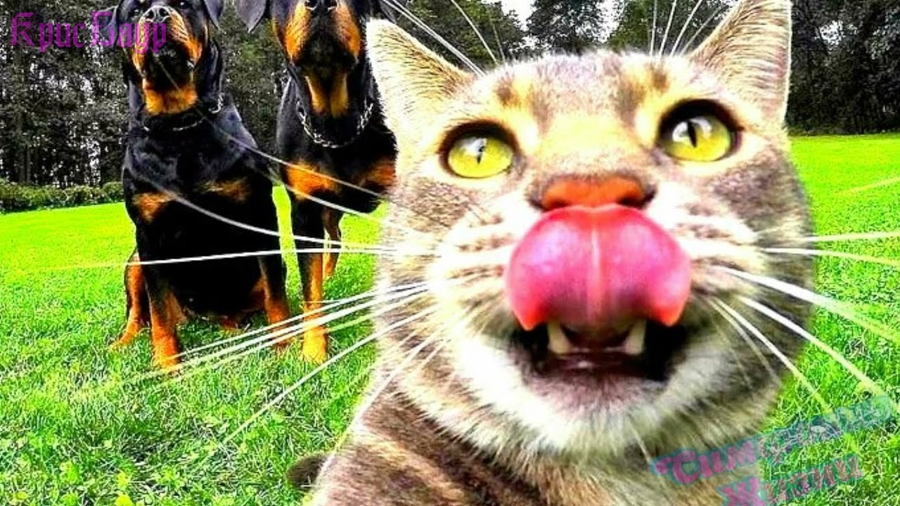 Очень смешные и нелепые фото животные #2