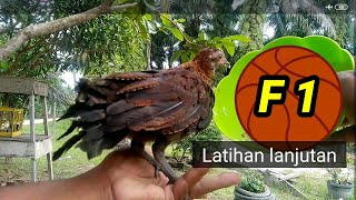Cara Biasa hasil luar biasa | Ayam Hutan f1 semakin jinak di usia 5 bulan